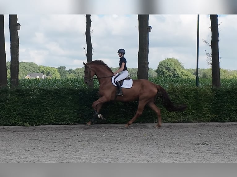 Oldenbourg Hongre 5 Ans 185 cm Alezan in Waddinxveen