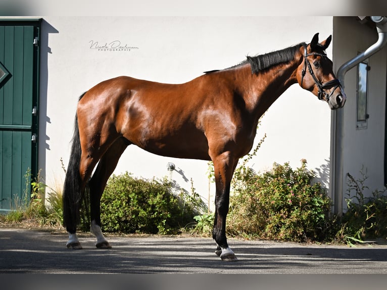 Oldenbourg Hongre 5 Ans 186 cm Bai in Georgsmarienhütte
