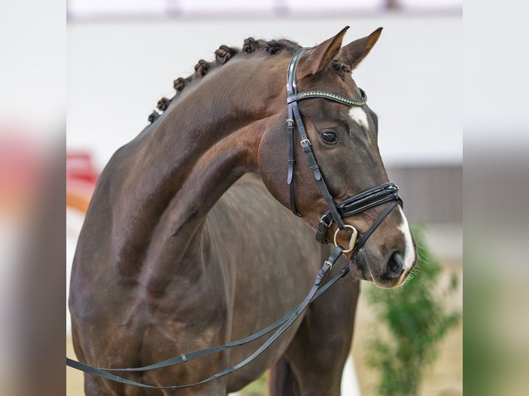 Oldenbourg Hongre 5 Ans Alezan brûlé in Münster-Handorf