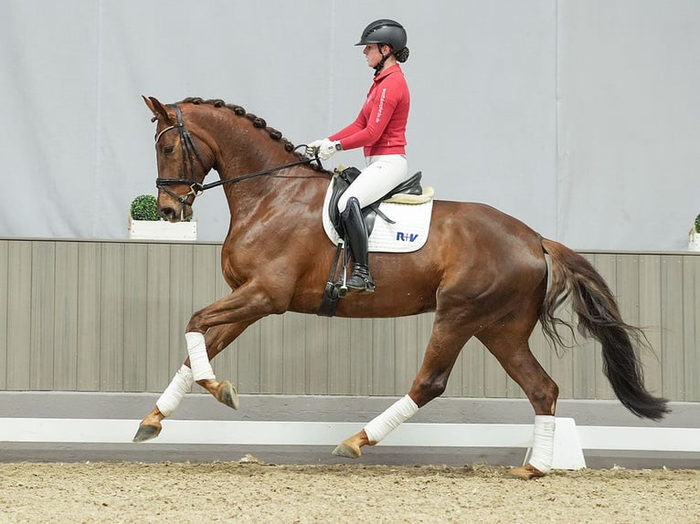 Oldenbourg Hongre 5 Ans Alezan brûlé in Münster-Handorf