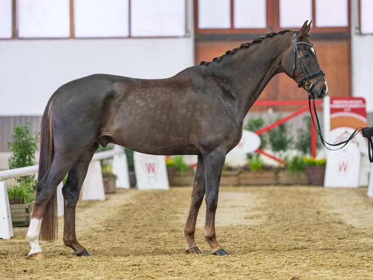 Oldenbourg Hongre 5 Ans Alezan brûlé in Münster-Handorf