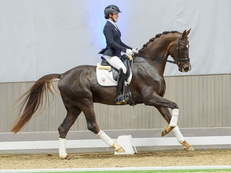Oldenbourg Hongre 5 Ans Alezan brûlé in Münster-Handorf