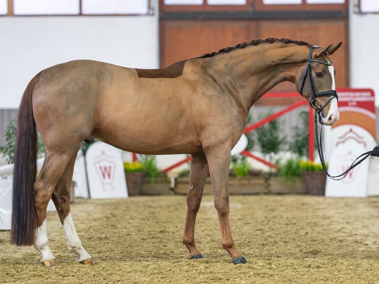 Oldenbourg Hongre 5 Ans Alezan brûlé in Münster-Handorf