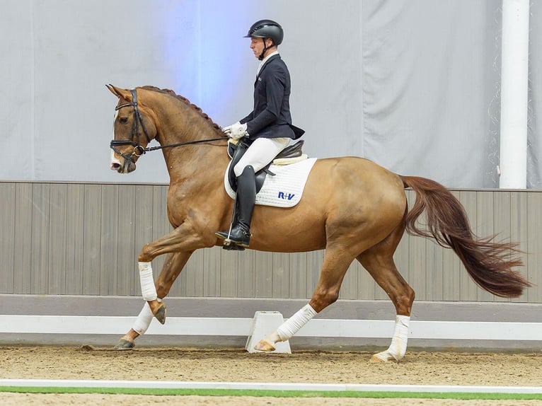 Oldenbourg Hongre 5 Ans Alezan brûlé in Münster-Handorf