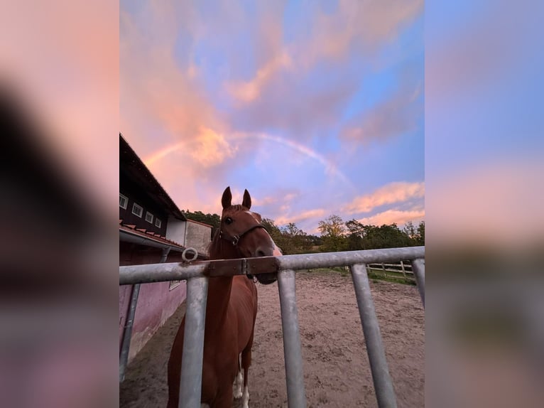 Oldenbourg Hongre 5 Ans Alezan in Haiterbach