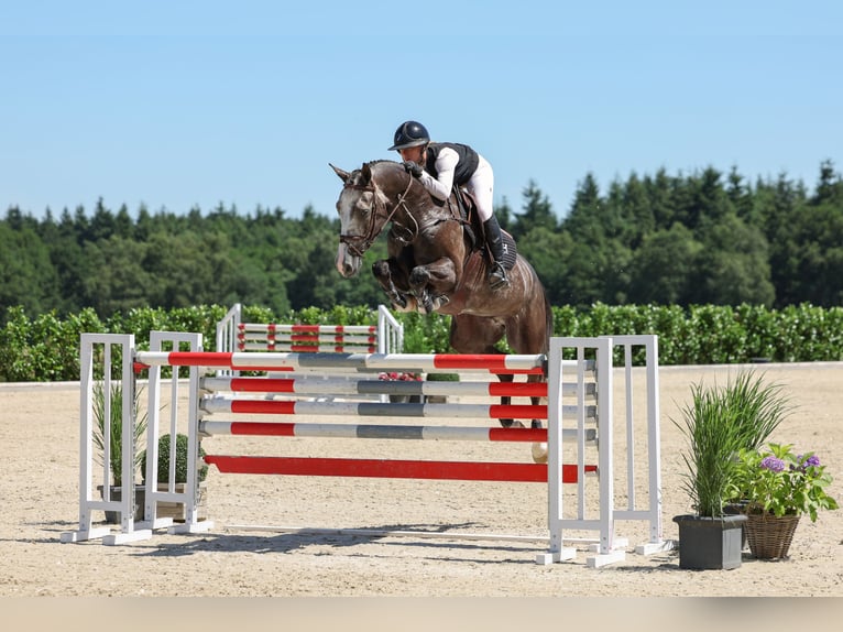 Oldenbourg Hongre 5 Ans Gris in Lastrup