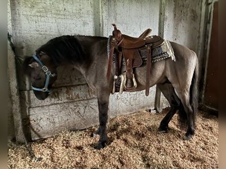 Oldenbourg Hongre 6 Ans 147 cm Grullo in Petaluma, California