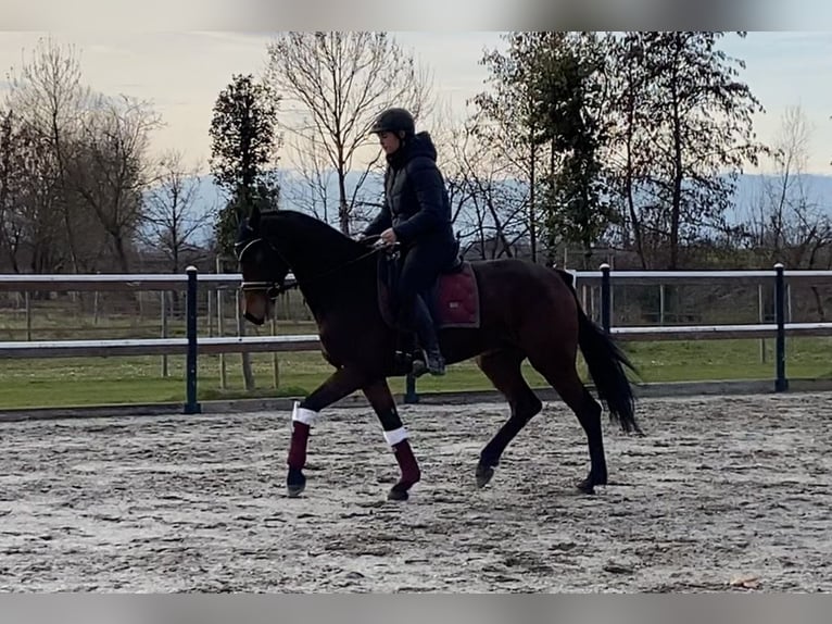 Oldenbourg Hongre 6 Ans 161 cm Bai in Mansuè