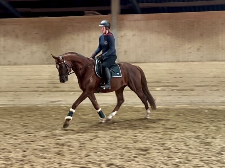 Oldenbourg Hongre 6 Ans 162 cm Alezan in Pelmberg