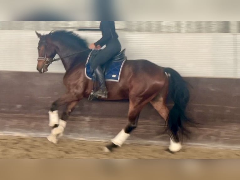 Oldenbourg Hongre 6 Ans 162 cm Bai brun in Mansuè