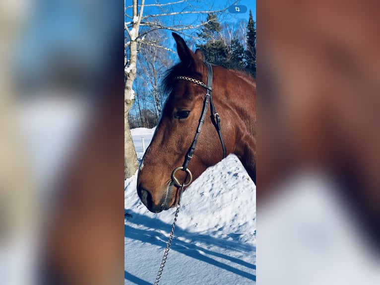 Oldenbourg Hongre 6 Ans 164 cm Bai in Altusried