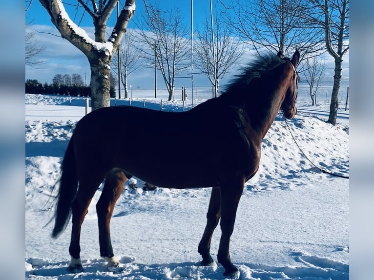 Oldenbourg Hongre 6 Ans 164 cm Bai in Altusried