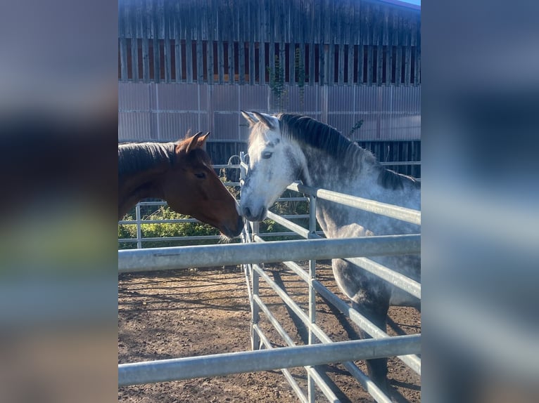 Oldenbourg Hongre 6 Ans 164 cm Gris in Marbach am Neckar