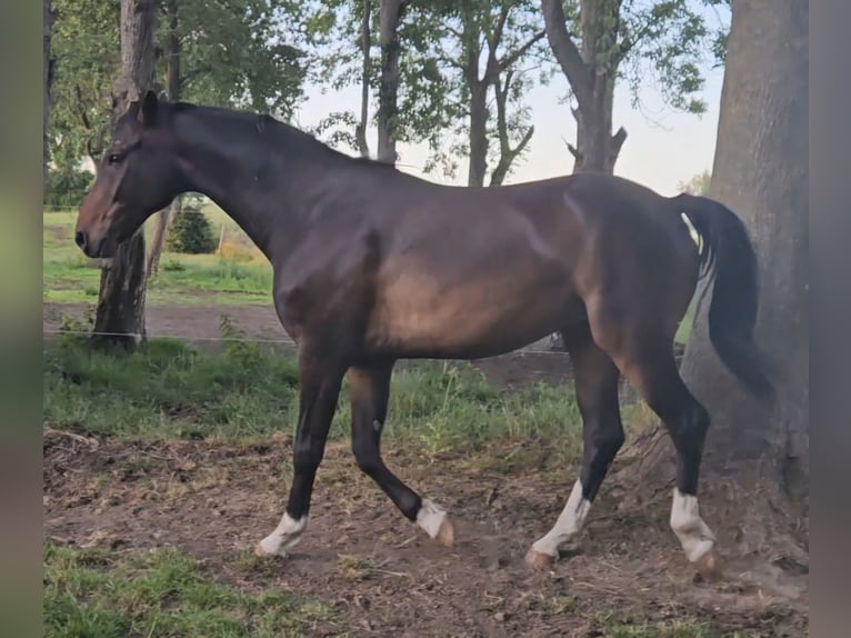 Oldenbourg Hongre 6 Ans 165 cm Bai brun in Greifswald