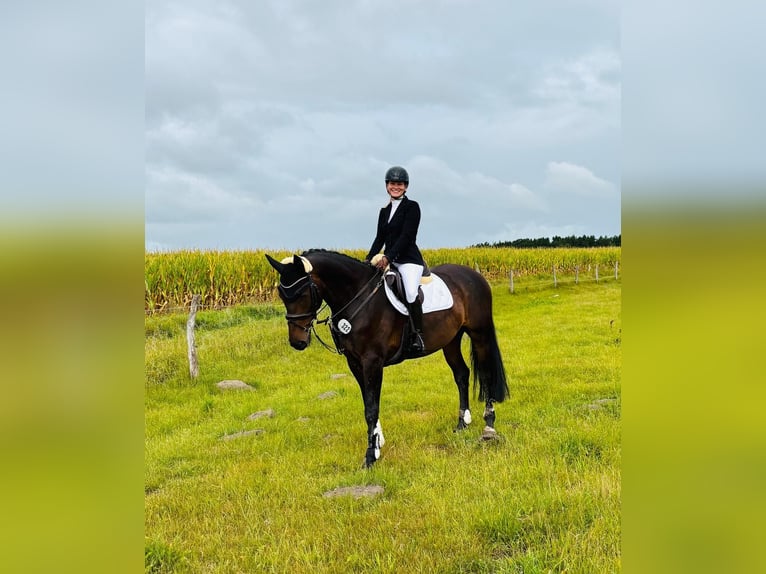 Oldenbourg Hongre 6 Ans 165 cm Bai brun in Schleswig