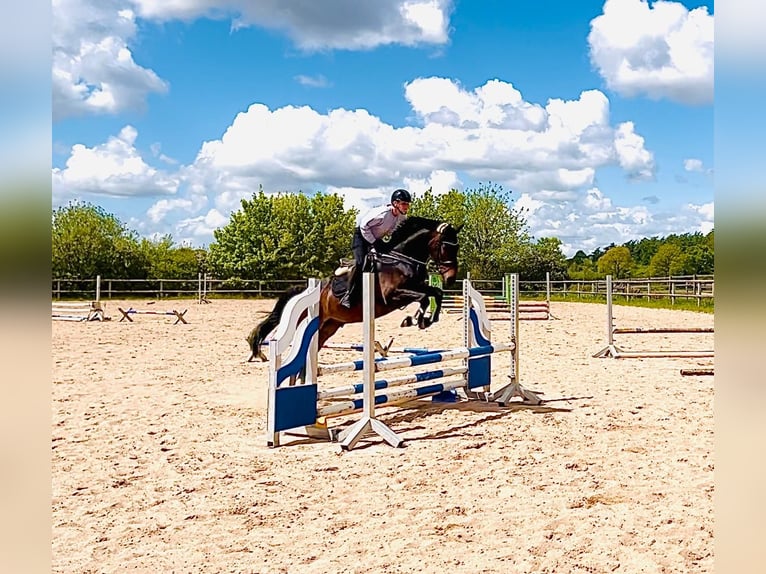Oldenbourg Hongre 6 Ans 165 cm Bai brun in Schleswig