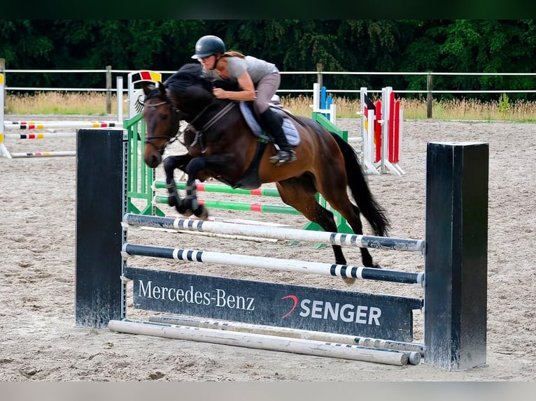 Oldenbourg Hongre 6 Ans 165 cm Bai brun in Herford