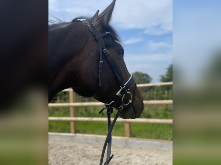 Oldenbourg Hongre 6 Ans 165 cm Bai in Wendlingen am Neckar