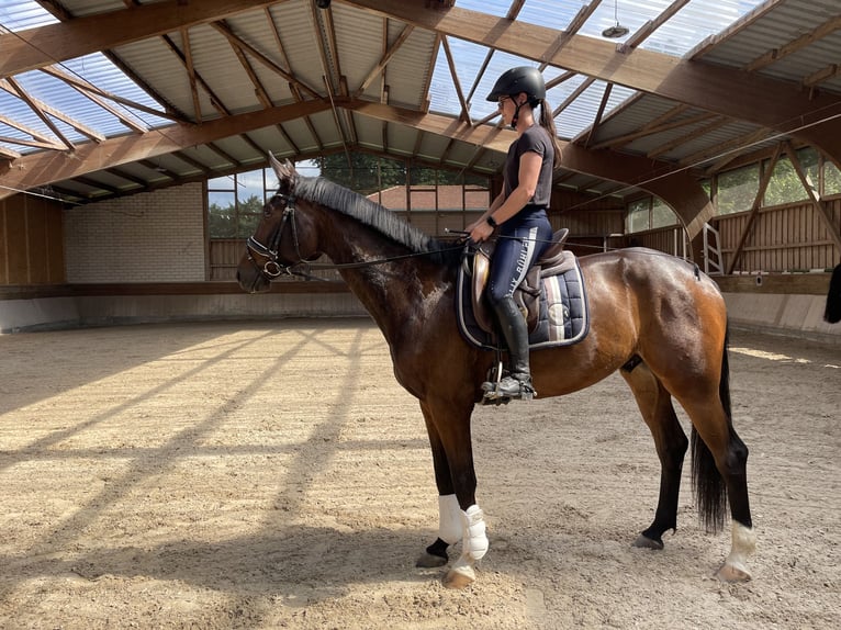 Oldenbourg Hongre 6 Ans 165 cm Bai in Wendlingen am Neckar