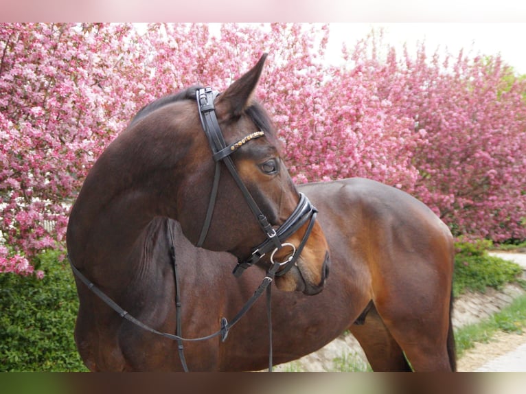 Oldenbourg Hongre 6 Ans 165 cm Bai in Wendlingen am Neckar