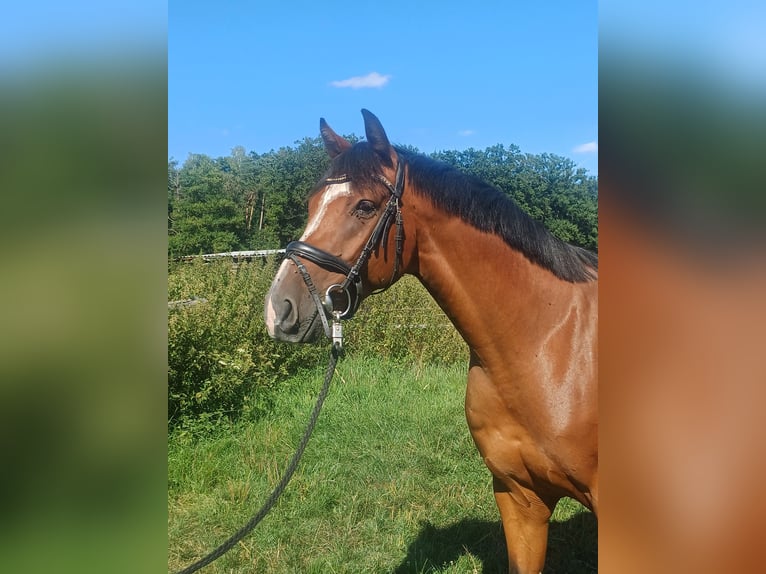 Oldenbourg Hongre 6 Ans 165 cm Bai in Burgwedel