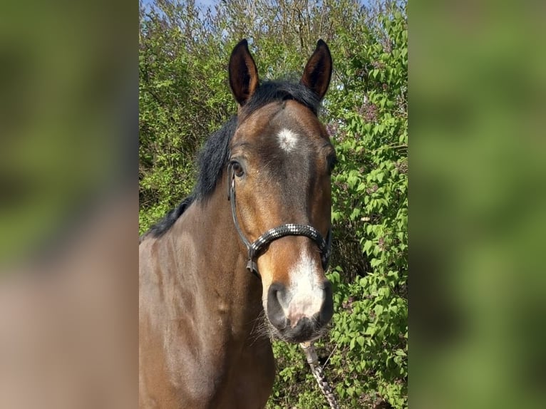 Oldenbourg Hongre 6 Ans 165 cm Bai in Bischofsheim