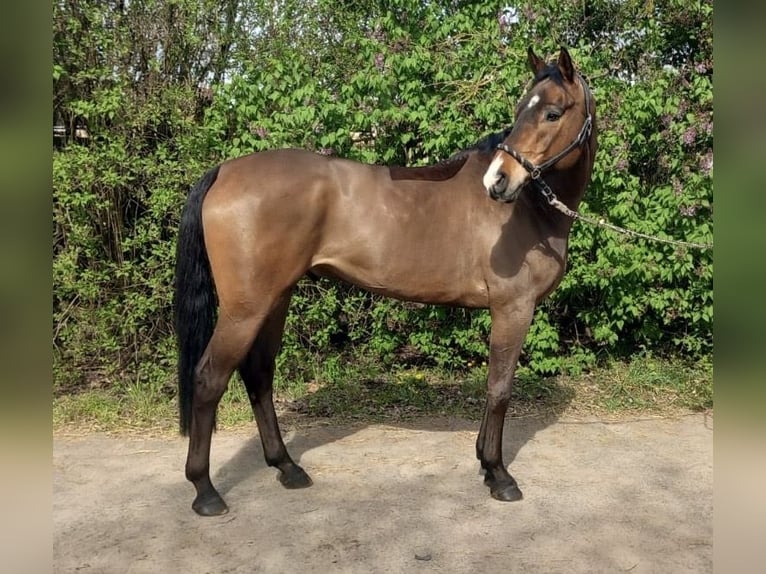 Oldenbourg Hongre 6 Ans 165 cm Bai in Bischofsheim