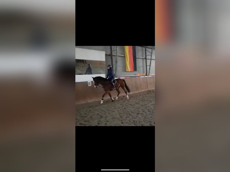 Oldenbourg Hongre 6 Ans 165 cm Bai in Staven