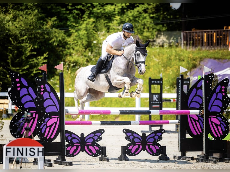 Oldenbourg Hongre 6 Ans 165 cm Gris in Rzeszów