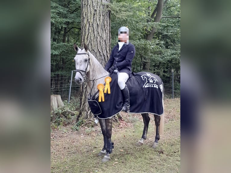 Oldenbourg Hongre 6 Ans 165 cm Gris in Danndorf