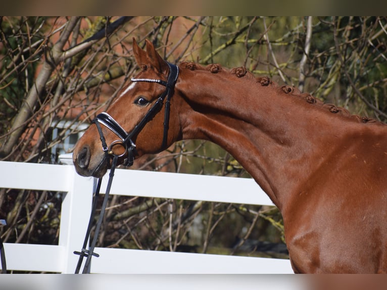 Oldenbourg Hongre 6 Ans 167 cm Alezan in Dätgen