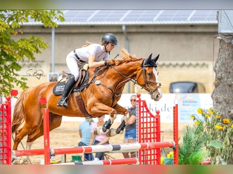 Oldenbourg Hongre 6 Ans 167 cm Alezan in Ueckermünde