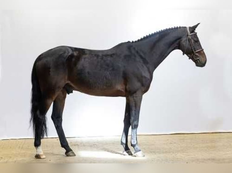 Oldenbourg Hongre 6 Ans 167 cm Bai brun in Waddinxveen