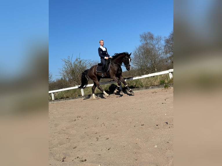 Oldenbourg Hongre 6 Ans 167 cm Bai brun foncé in Jevenstedt