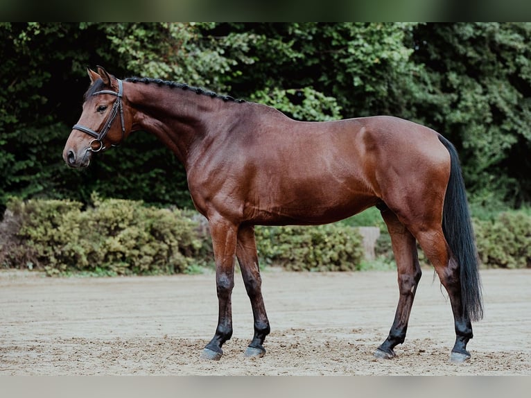 Oldenbourg Hongre 6 Ans 167 cm Bai in Riedstadt