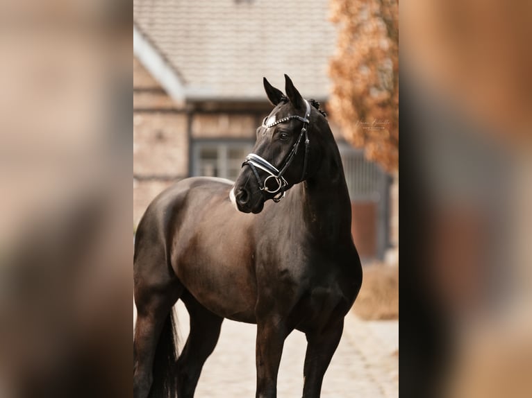 Oldenbourg Hongre 6 Ans 167 cm Noir in Grevenbroich