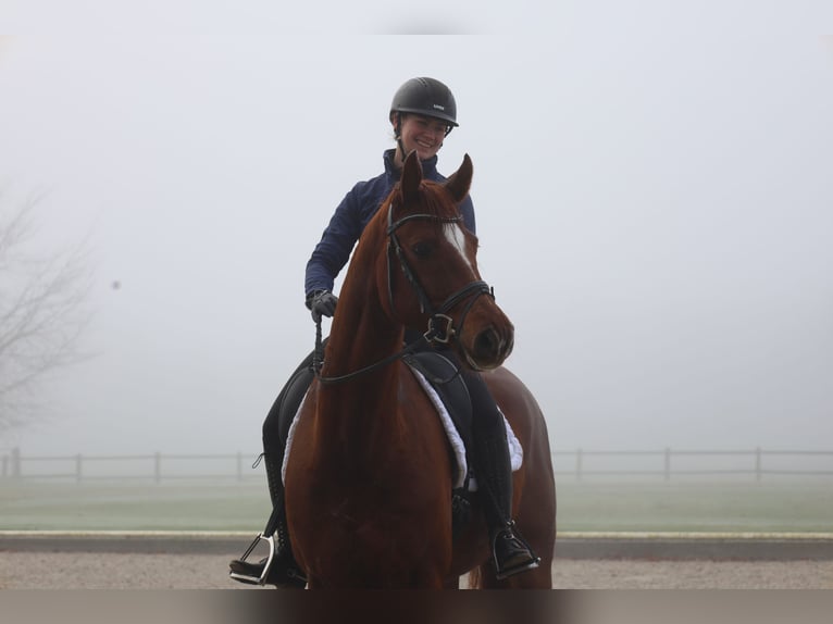 Oldenbourg Hongre 6 Ans 168 cm Alezan in Haftenkamp