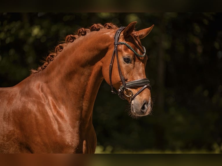 Oldenbourg Hongre 6 Ans 168 cm Alezan in Wehringen