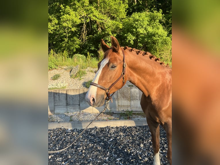 Oldenbourg Hongre 6 Ans 168 cm Alezan in Erharting