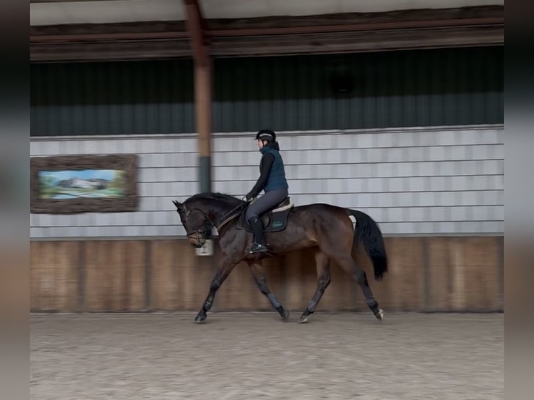 Oldenbourg Hongre 6 Ans 168 cm Bai brun in Oud Gastel