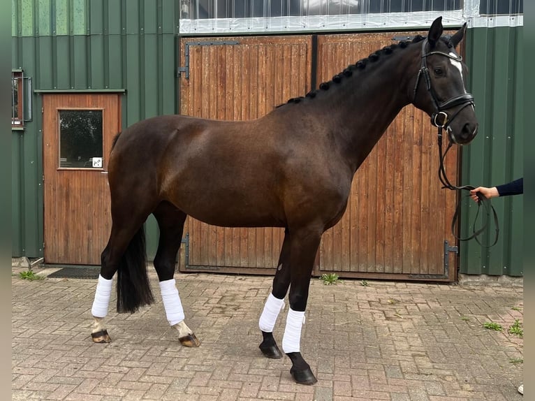 Oldenbourg Hongre 6 Ans 168 cm Bai brun foncé in Oyten