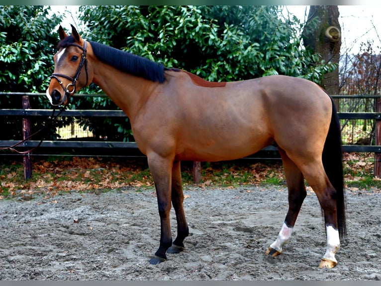 Oldenbourg Hongre 6 Ans 168 cm  in Meppen