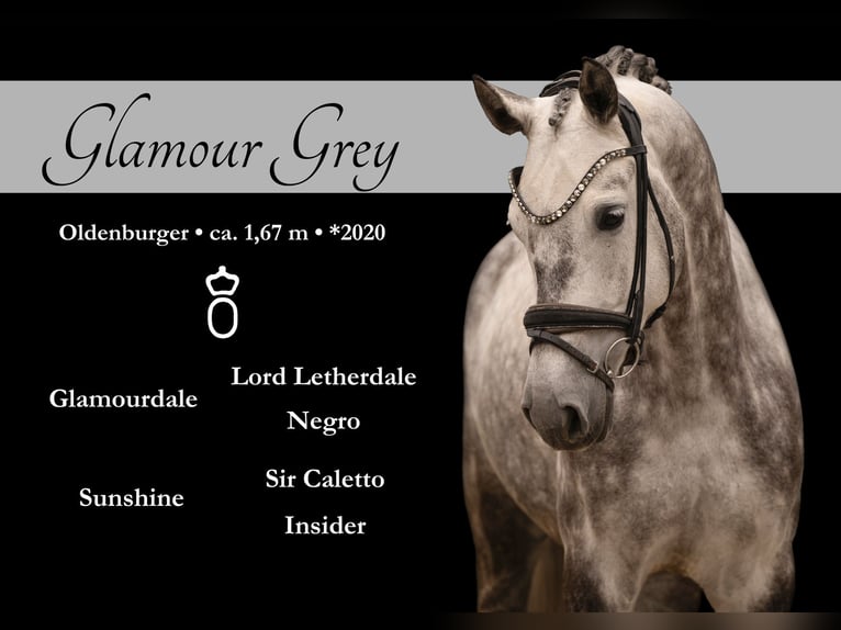 Oldenbourg Hongre 6 Ans 168 cm Gris in Wehringen