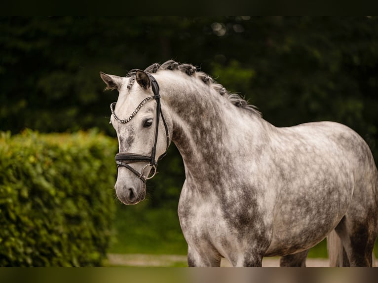 Oldenbourg Hongre 6 Ans 168 cm Gris in Wehringen