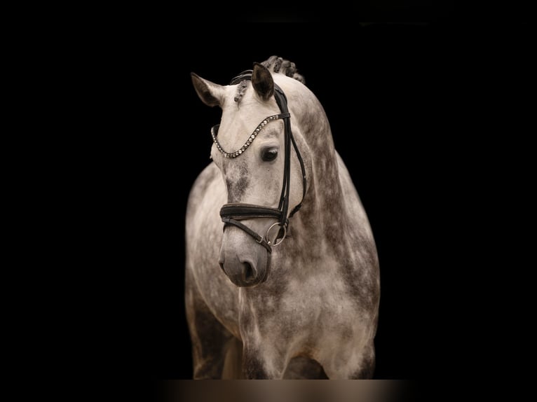 Oldenbourg Hongre 6 Ans 168 cm Gris in Wehringen