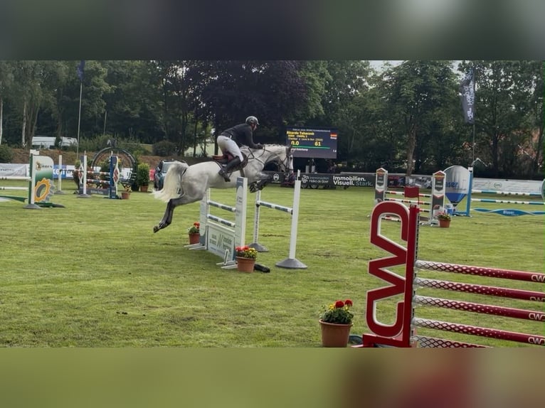 Oldenbourg Hongre 6 Ans 168 cm Gris in Moormerland