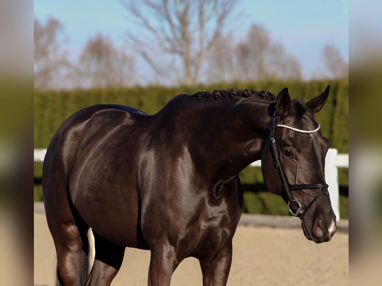 Oldenbourg Hongre 6 Ans 168 cm Noir in Schw&#xE4;bisch Hall