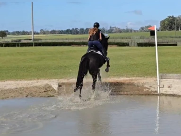 Oldenbourg Hongre 6 Ans 168 cm Noir in Ocala FL