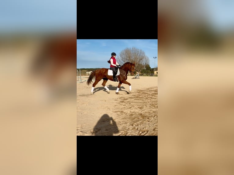 Oldenbourg Hongre 6 Ans 169 cm Bai clair in La Bisbal D'Emporda