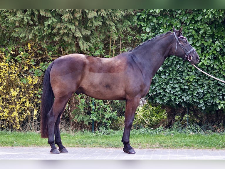 Oldenbourg Hongre 6 Ans 169 cm Noir in Ovelgönne